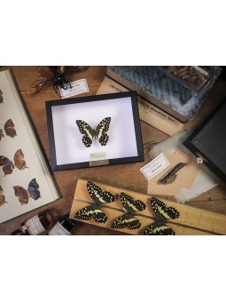 Papilio demodocus sous cadre