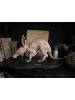 Bébé oryctérope du Cap...