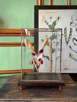 Etude botanique : Le...