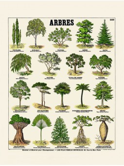 Les arbres