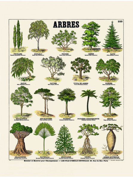 Les arbres