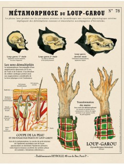 La Métamorphose du Loup Garou