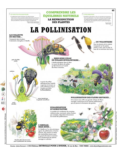 La pollinisation