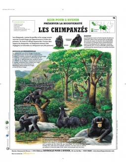 Les Chimpanzés
