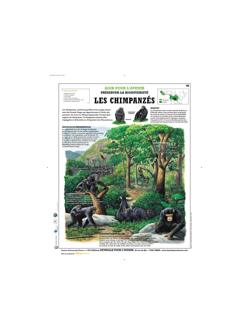 Les Chimpanzés