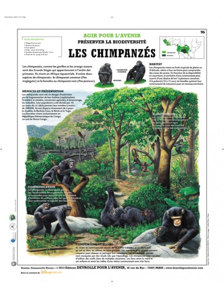 Les Chimpanzés
