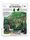 Les Chimpanzés
