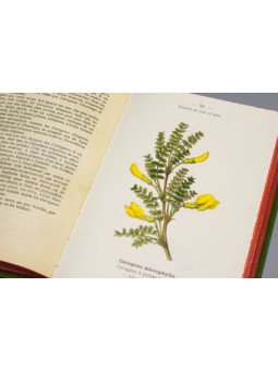 Atlas de poches des Arbustes et arbrisseaux