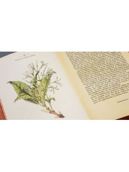 Atlas de poches des Arbustes et arbrisseaux