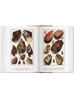 le cabinet des curiosités naturelles