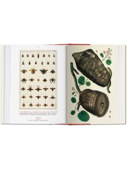 le cabinet des curiosités naturelles