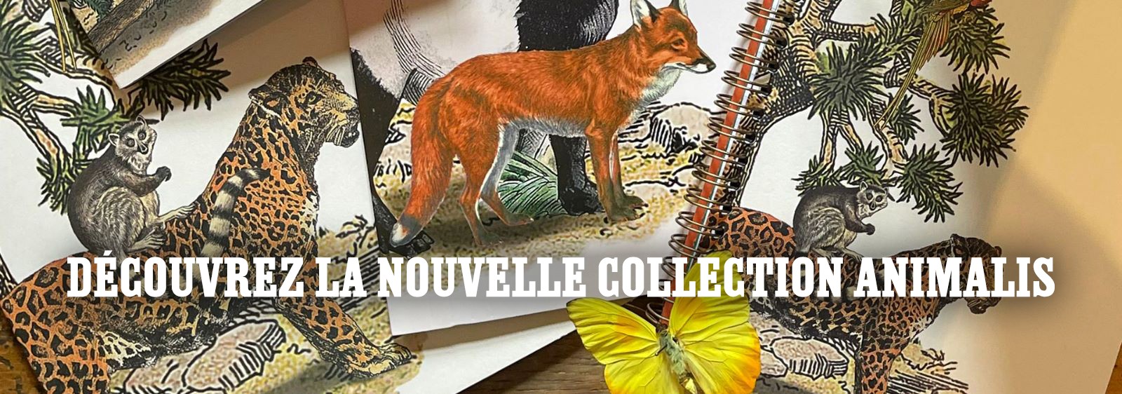  Deyrolle x Clairefontaine